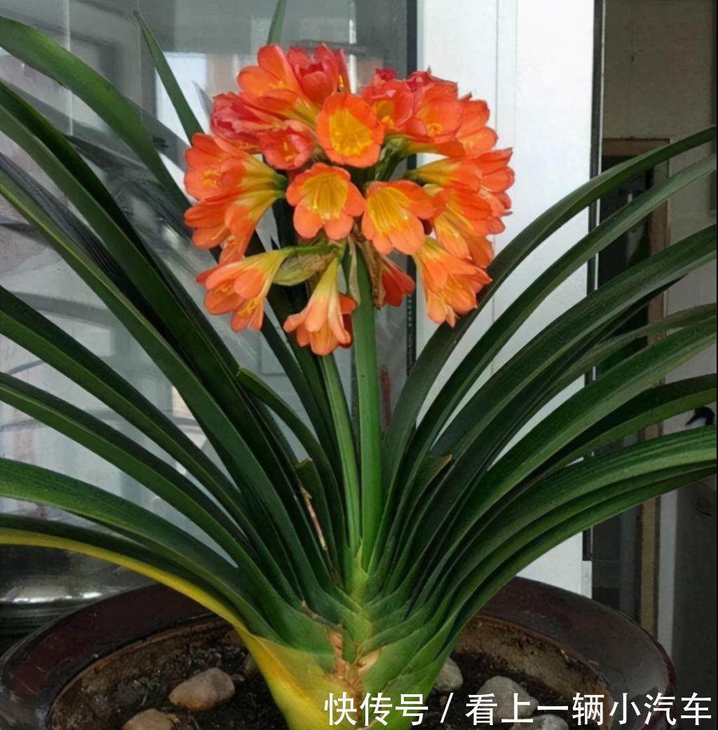 百花“珍品”君子兰，盆栽期间该注意什么？