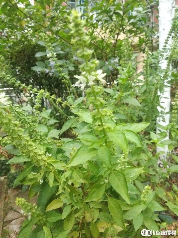 阳台养花系列-介绍几种适合阳台生存（够皮实）香料植物