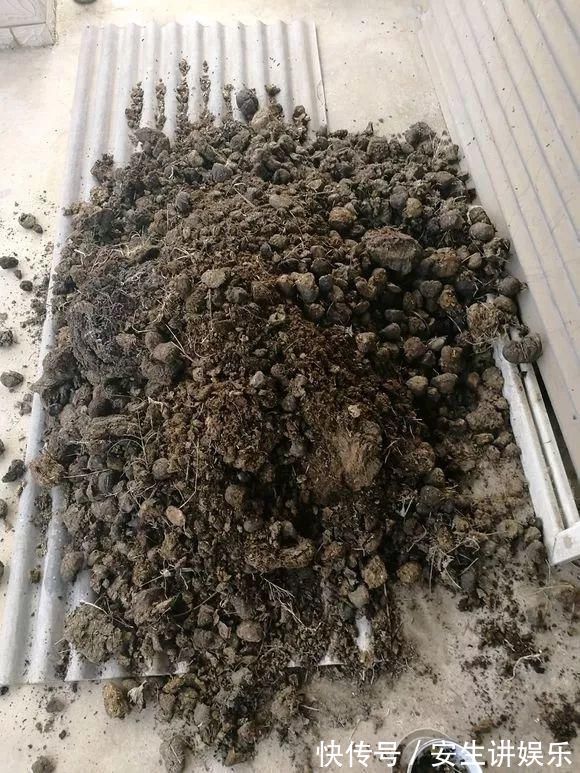 有机质|养花的土太结实？1个小窍门，土壤松软如发糕，透气不烂根！