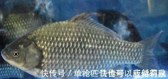 做鲫鱼时,加一点它,鱼刺“化于无形中”,从头吃到尾连渣都不剩