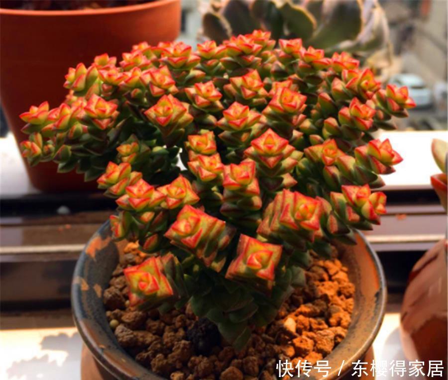 普货多肉|1种多肉爱爆盆,精致火红很喜庆,做好5个基本点,10天颜值逆袭