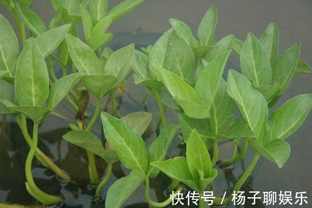 失眠|乡下一种怪草,人吃了就想睡觉,人称“醉草”,治疗失眠很管用