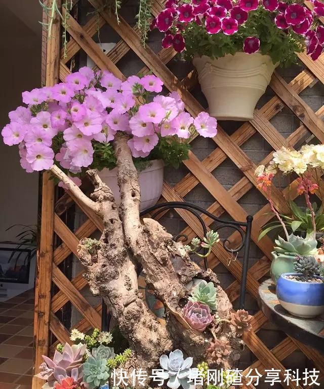 露台|两个孩子的妈妈,利用空闲时间,在露台打造出一片花的海洋