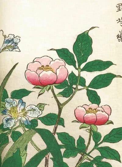  无此|归到江南无此花：唐代牡丹何时传到南方