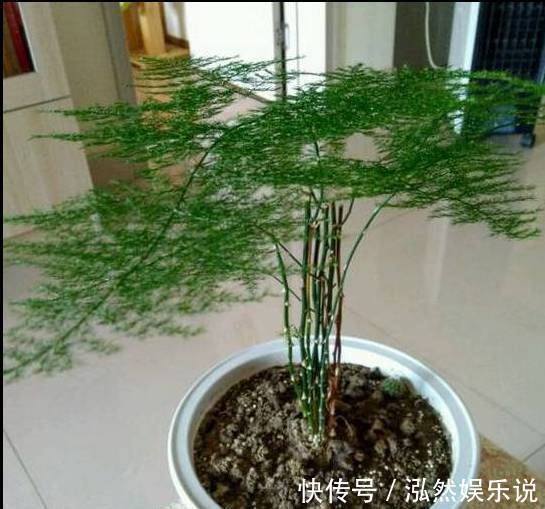 爆盆|绿萝文竹吊兰栀子花发黄枯死,气的剪成光头,一个月后居然爆盆了