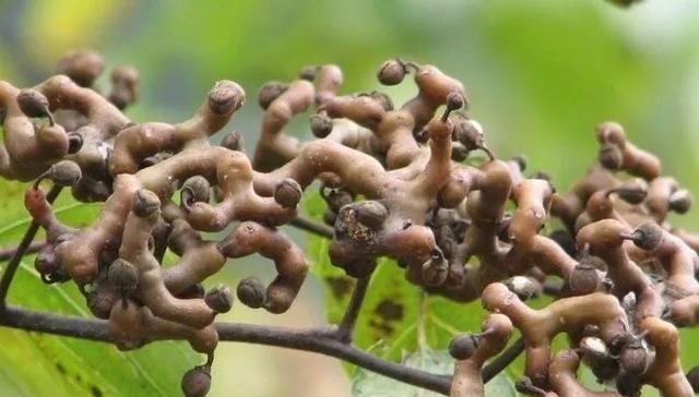 成熟|农村才有的奇特美味野果,吃过十种以上算你牛,城里人见得少