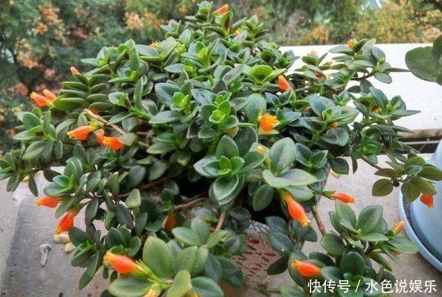 金鱼吊兰|长在枝丫的“金鱼”,你有见过吗还比真金鱼好养,快去养一盆