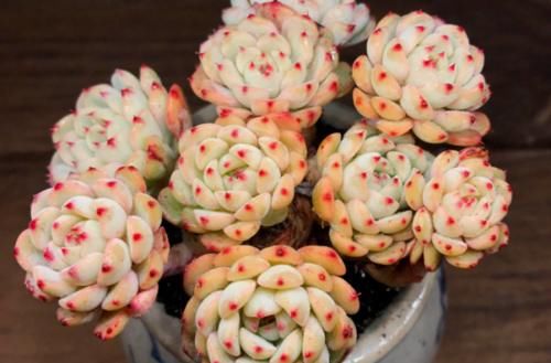 蓝姬莲是姬莲系多肉中的大块头,不但茎秆粗壮,而且特别容易爆盆