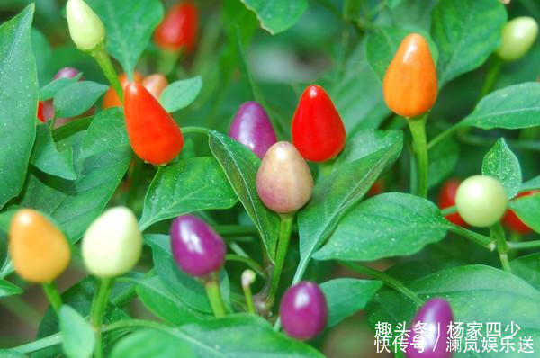 移栽|既好看，又好吃的七彩辣椒，你会错过在你的花盆么