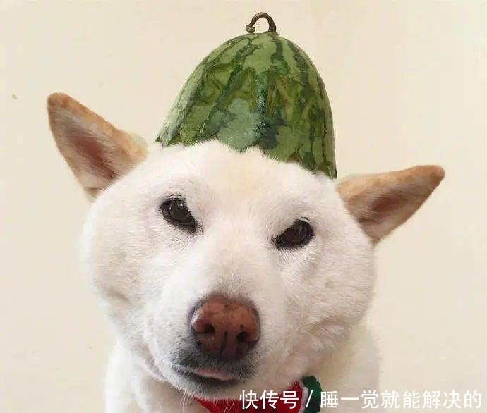 超好玩的沙雕头像,建议收藏!