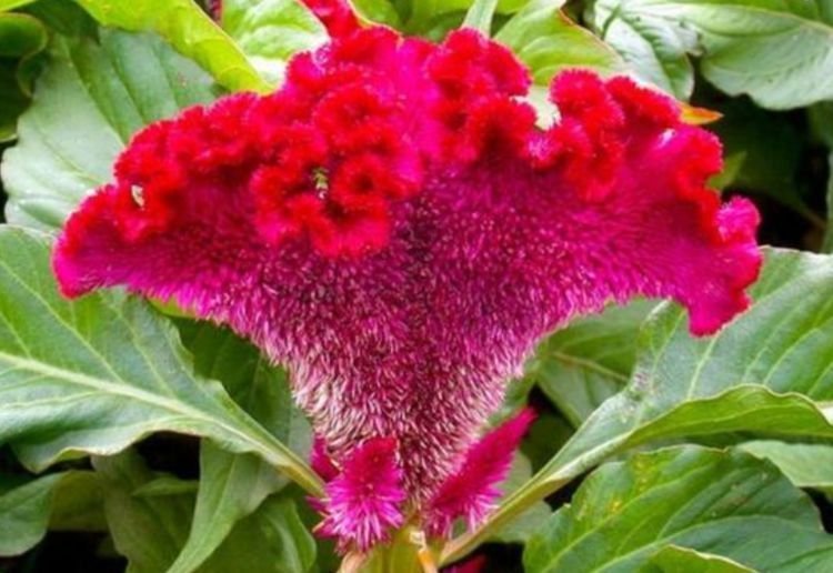 康乃馨|4种花漂亮又好养,花期长达200天,比牡丹好看,比吊兰好养