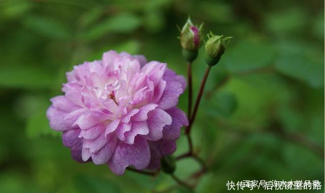 20款紫色月季品种。浓香、抗病非常好养,天然紫色唯美盛开