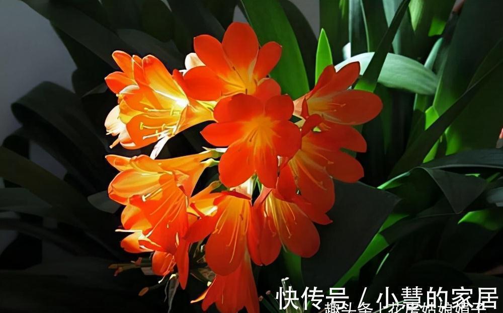 柳树皮|养好君子兰要先养好根,四种东西养根又护根,是多年经验的积累