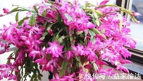 花卉|蟹爪兰有3怕,及时了解掌握,四季油绿,开出层叠群花!