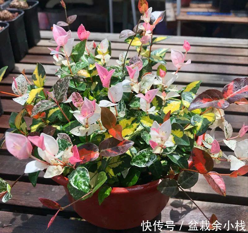 优雅灵动婉转清丽的花叶藤草,花叶络石这么养护,缤纷芳菲如彩蝶