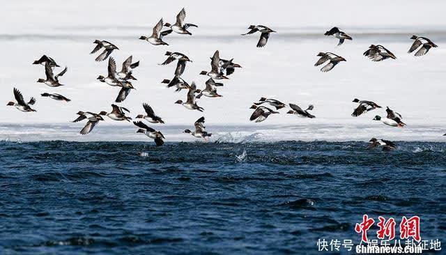 春江水暖鸭先知：中俄交界千余只北归候鸟戏冰水