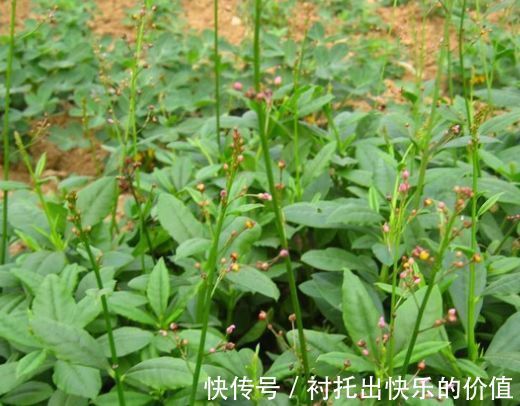 野草|农村称为“人参菜”,不仅食用价值高,还能入药使用,价值珍贵