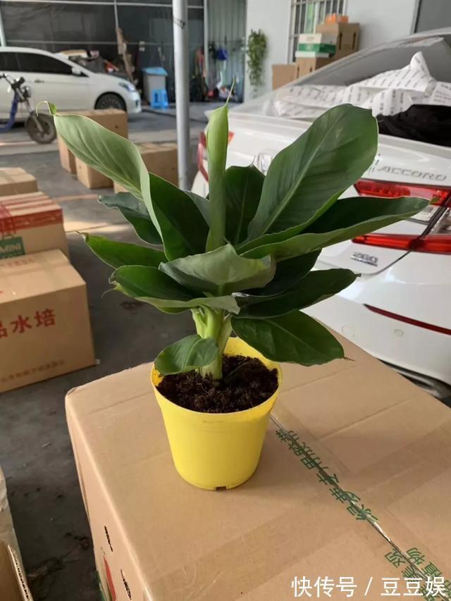 能盆栽的迷你香蕉树，比绿萝还耐阴的花，叶子亮得像打蜡！