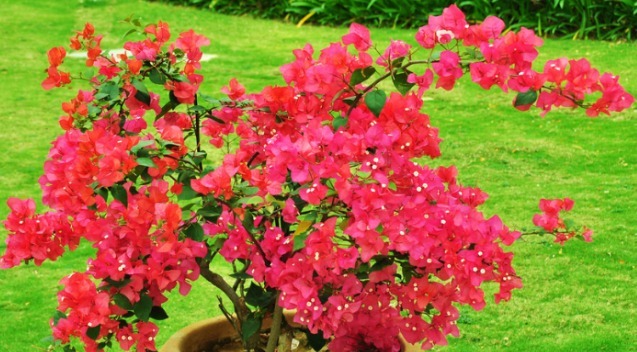 三角梅怎么养护掌握此密招,年年花开爆盆,每年花朵增1倍!