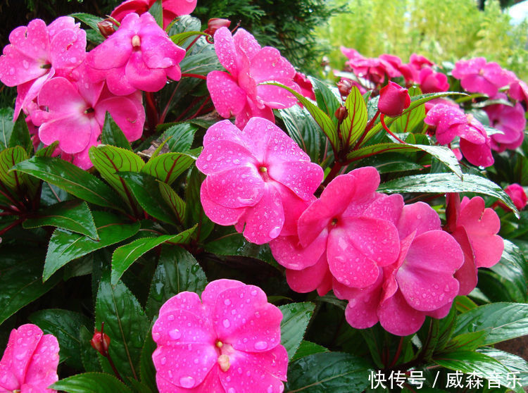 养此款花卉,很好养,四季开花,花色美丽,种植容易,盆栽养花选它