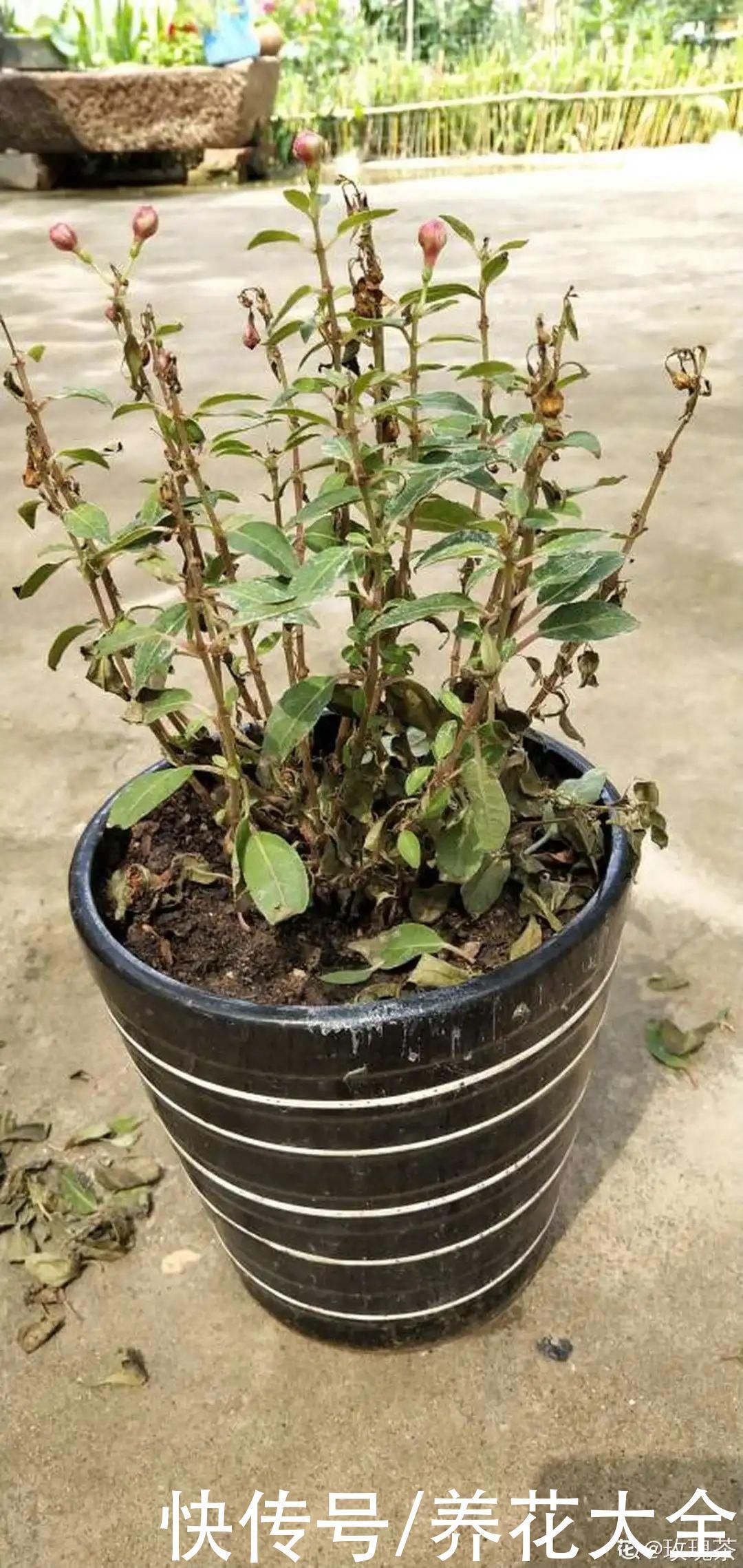 9种花,夏天休眠了,一定少浇水,否则越浇越死