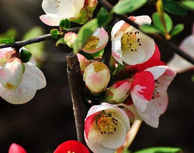 养海棠,就养“它”,一花有多色,花大、颜色亮,半年不管也开花