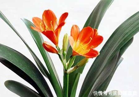 肥料|家养君子兰总是难开花用这三种东西堪比肥料,既省钱又实用