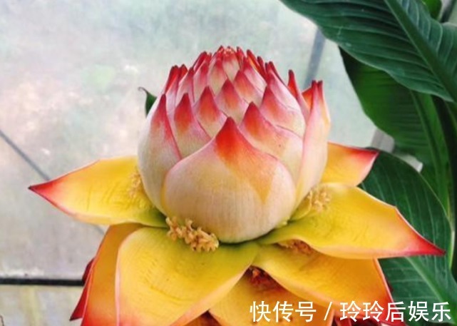 几种经典名花,颜值超高的,越养越喜欢,入手不后悔