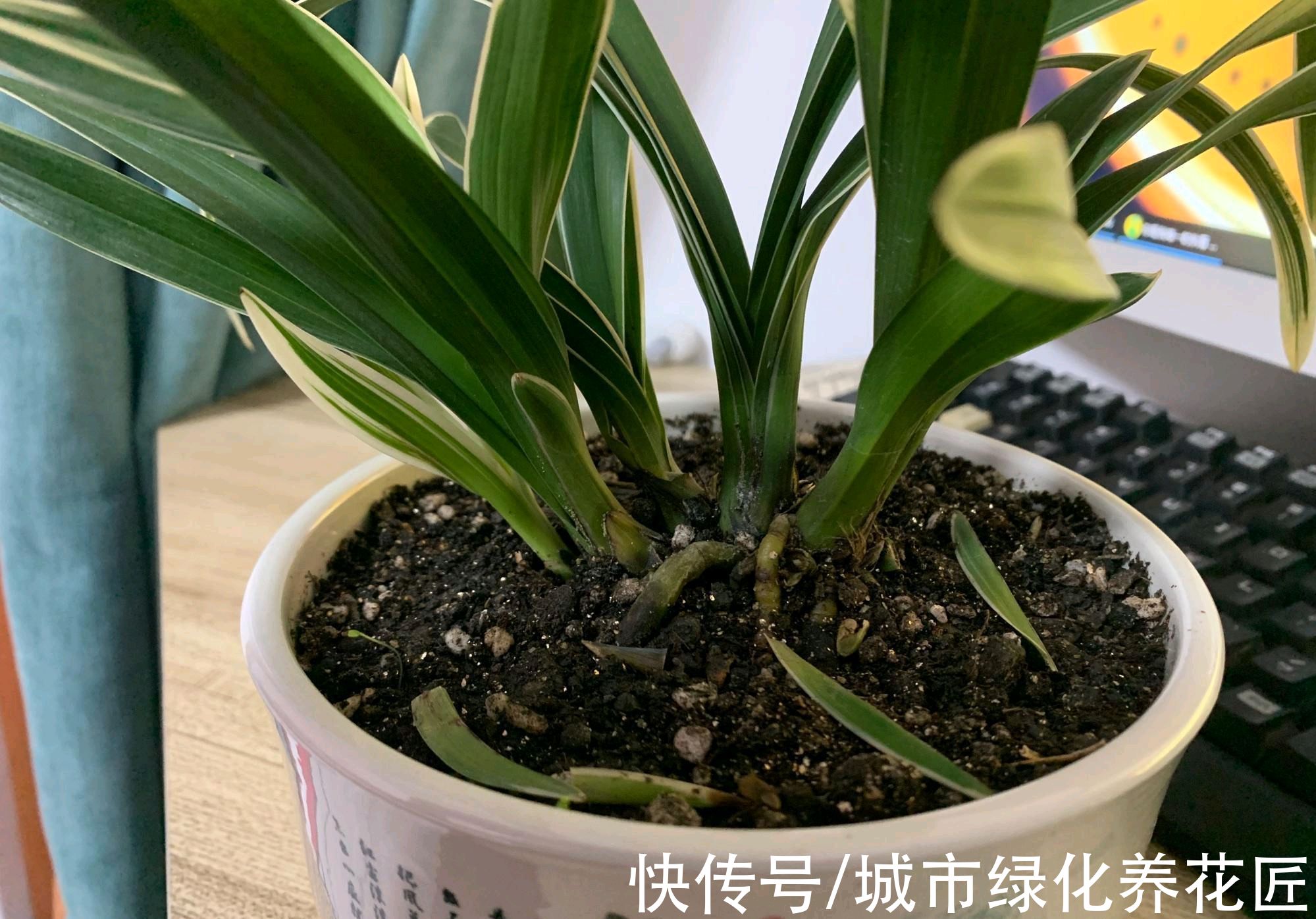 怎么判断兰花上盆的死活啊？种下去五天了，搭配的盆土能养活吗？