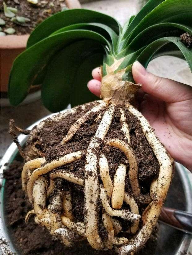 修剪|君子兰换盆时要剪根别太随意,剪错会整盆死