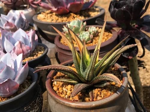 无根多肉该怎么养护？上盆后做好2点，不到半个月就往外窜新叶