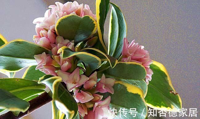 枝条|金边瑞香怎样修剪造型好看,金边瑞香这样剪错不了