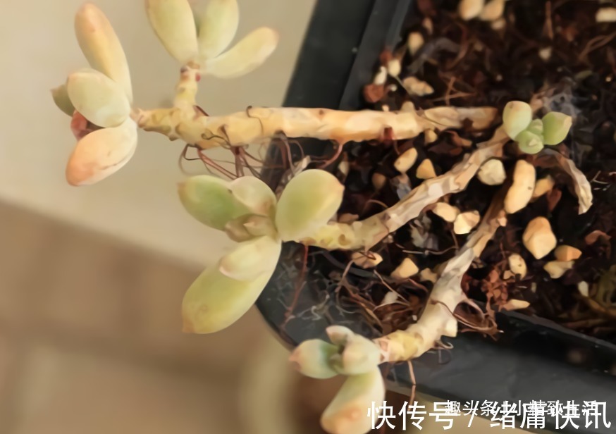 多肉老桩有真伪,3种“伪老桩”鉴别,揭开真面目,避免被忽悠