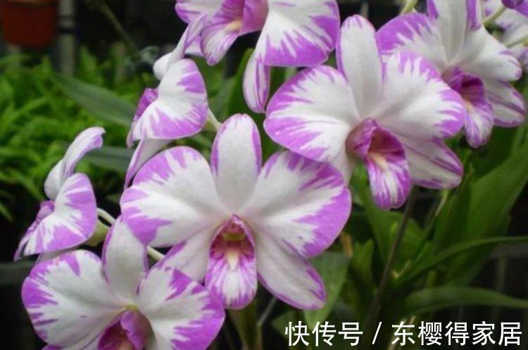 金盏银台|农历8月1号起，最适合养这些花，颜色很好看，香飘四溢