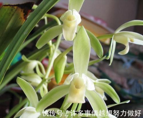 叶片|要想兰花养得好,这5步少不了,根正苗红就是这么养出来的