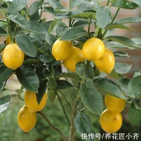 叶绿|盆栽柠檬养不好？记住它有“4怕”，避免才能叶绿结果多