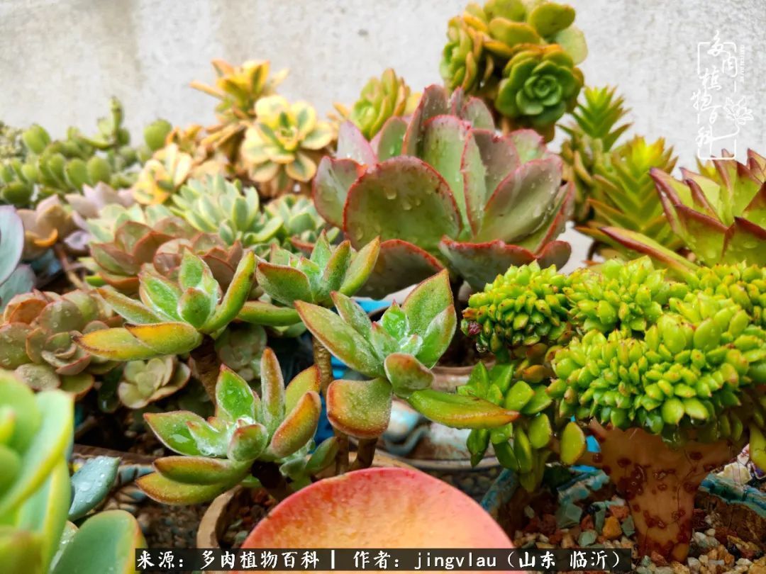 花月|多肉露养度夏,没遮阳没遮雨,有惊无险!