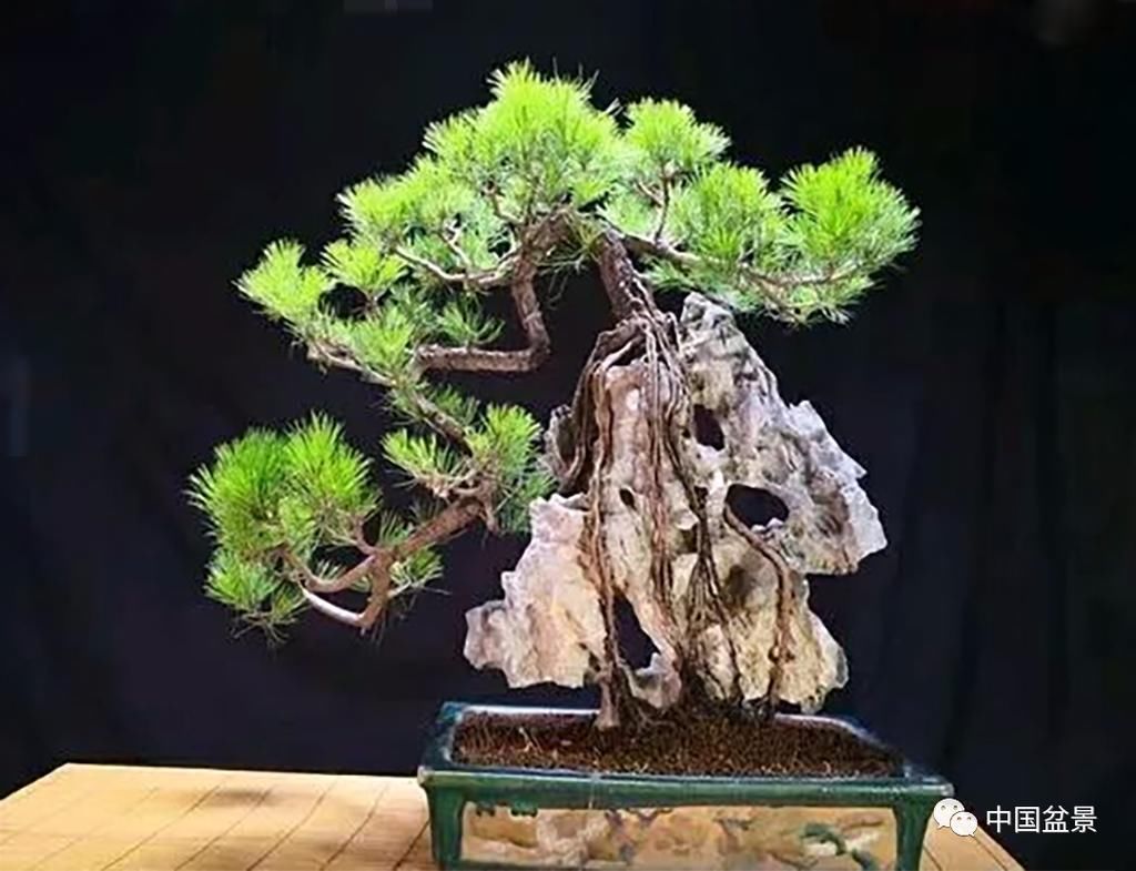 极品附石山松盆景,见过的人都忍不住竖起大拇指!