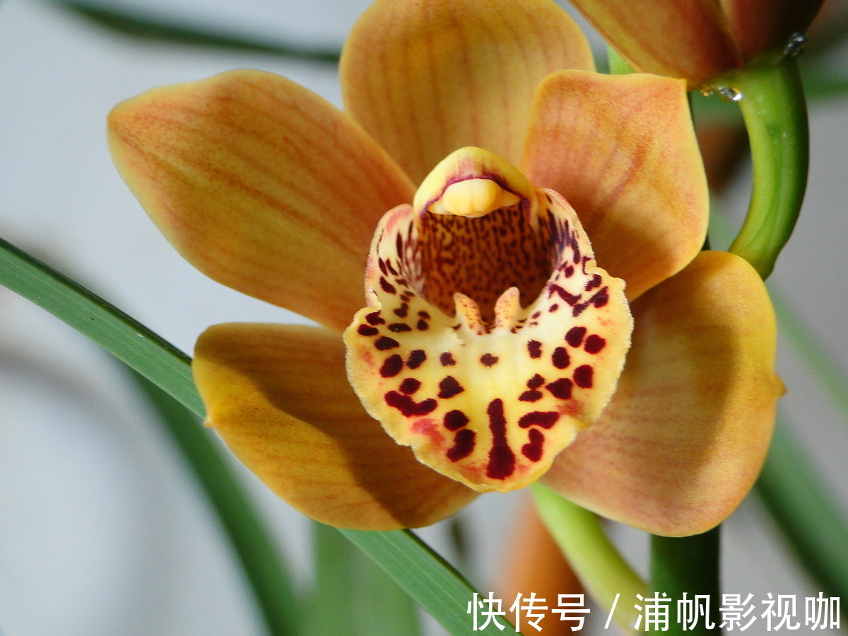 高贵|此花寓意是高贵雍容,给人一种优美典雅的气质,象征着丰盛祥和