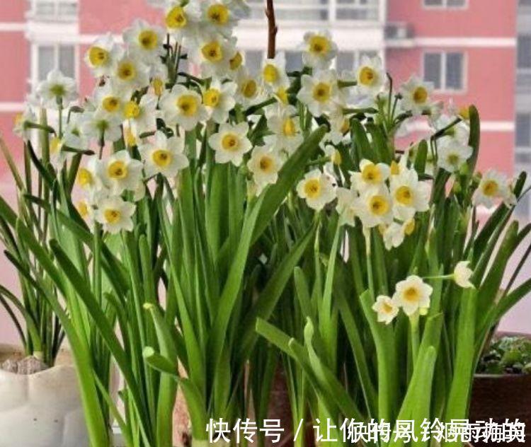 能手|4种花是爆盆能手，好养漂亮，开超超美，人见人爱