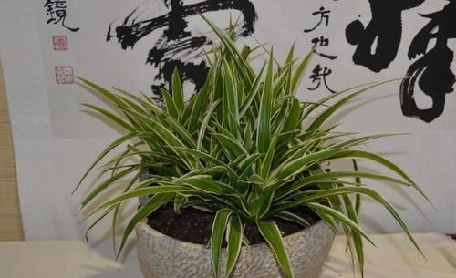  就要|书房就要养上5种花，实用风雅不落俗