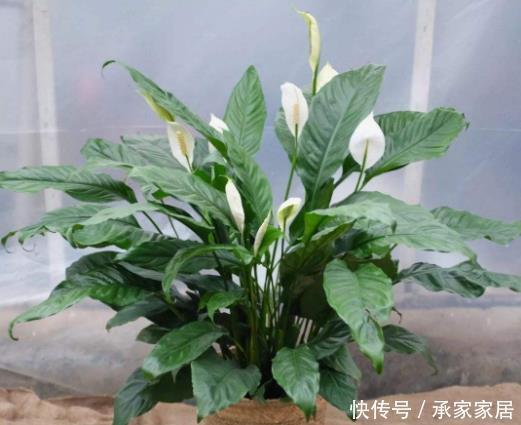 客厅养花别“佛系”,3种花最合适,“聚财养人”好寓意,上档次