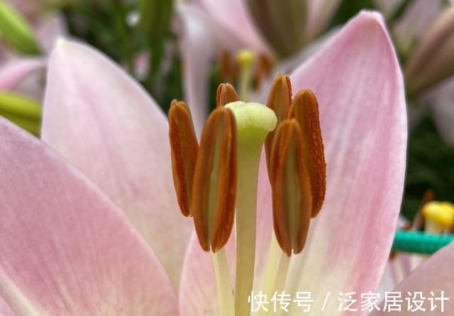 纯洁|沈阳沈水湾公园：最美最仙百合花