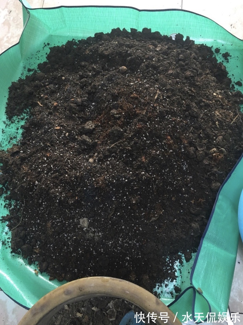 秋天|到了秋天，塑料泡沫才是养花“宝贝”，扦插生根快，养花不烂根