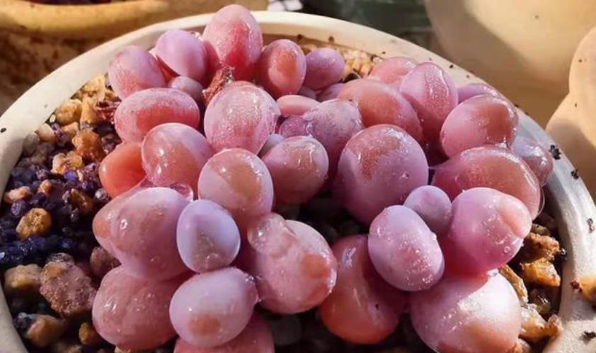 多肉浇水后还是干瘪的?教你几个小技巧,快速服盆长势好