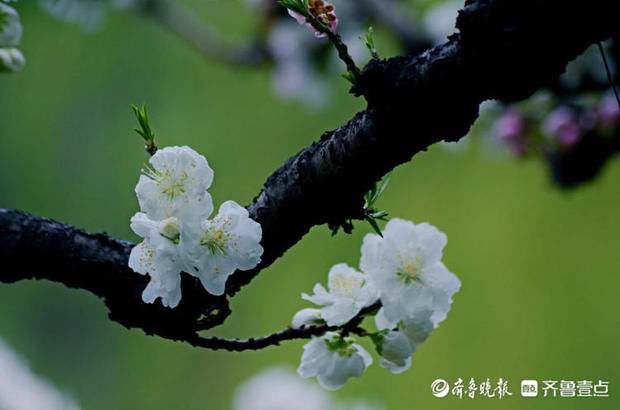 情报站｜这里花儿美如诗画！济南百花公园碧桃花盛开来赏花啦