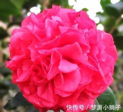 它是茶花之王,香味浓郁,美胜牡丹,超大花量,抗热抗寒还好养