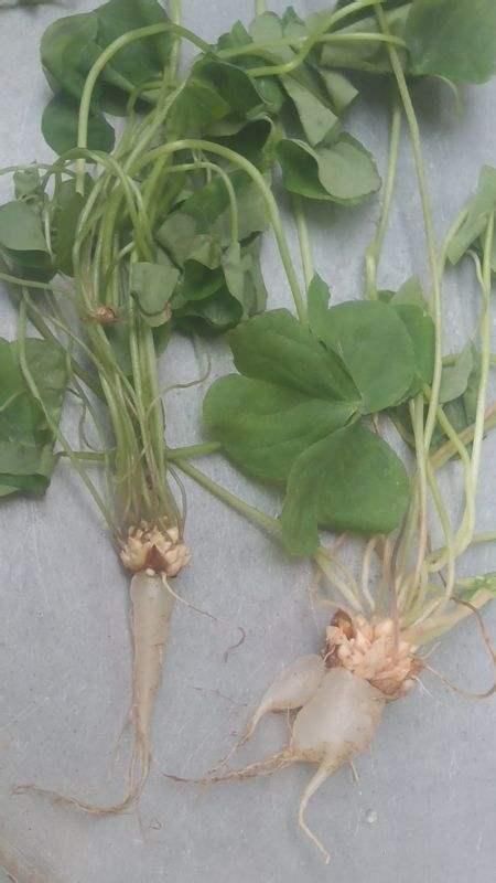 人参|乡下菜园一野草，当猪菜都嫌弃，可不料其根茎被誉为“水晶人参”