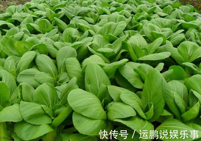 宁愿不吃,也不愿意碰的3种蔬菜,被称为“寄生虫”老窝