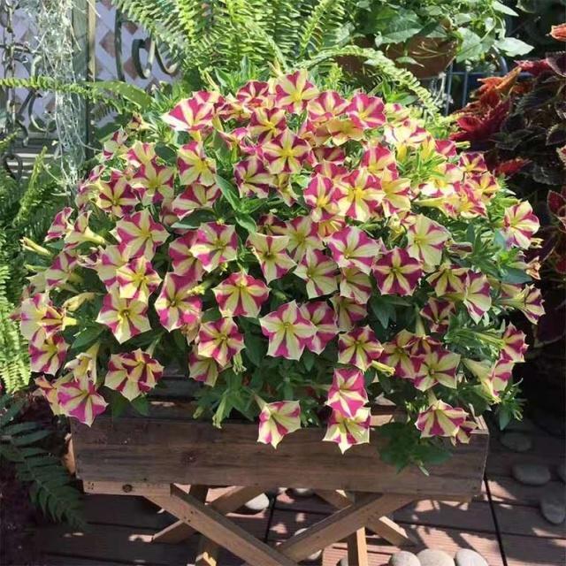 养花施肥小窍门记住“3个不要”,肥料用得少,花儿长得壮